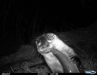 strange_animal_pics_captured_out_on_the_trail_cam_640_15