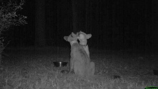 strange_animal_pics_captured_out_on_the_trail_cam_640_16