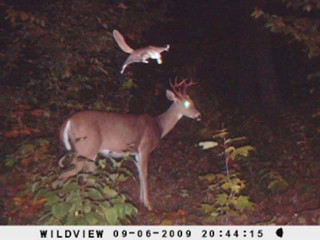 strange_animal_pics_captured_out_on_the_trail_cam_640_17