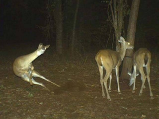 strange_animal_pics_captured_out_on_the_trail_cam_640_18
