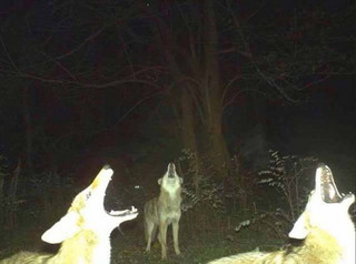 strange_animal_pics_captured_out_on_the_trail_cam_640_19