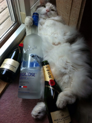 these-animals-know-how-to-party-28-photos-11