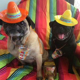 these-animals-know-how-to-party-28-photos-16