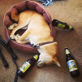 these-animals-know-how-to-party-28-photos-21