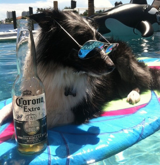 these-animals-know-how-to-party-28-photos-3