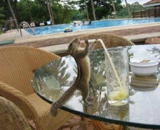 these-animals-know-how-to-party-28-photos-4