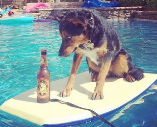 these-animals-know-how-to-party-28-photos-5