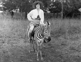 zebrasfag8 zebrasfag8