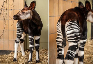 zoo4