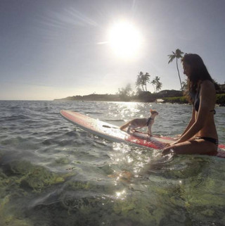 a-one-eyed-surfing-cat-lives-the-absolute-life-in-hawaii-10-photos-3