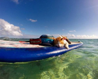 a-one-eyed-surfing-cat-lives-the-absolute-life-in-hawaii-10-photos-5