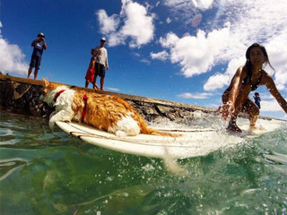 a-one-eyed-surfing-cat-lives-the-absolute-life-in-hawaii-10-photos-8