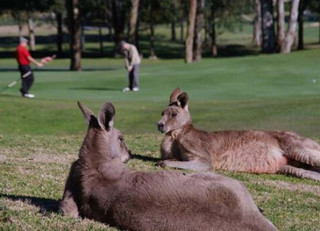 australia (3)
