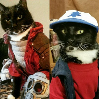 cat-cosplay-blog-13