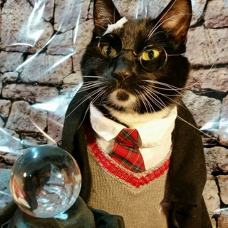 cat-cosplay-blog-4