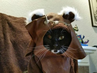 cat-cosplay-blog-9