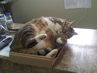 comfy-box