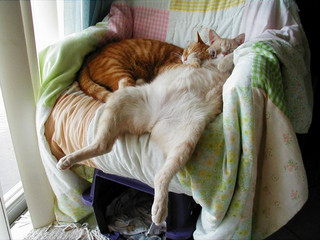 comfy-couple
