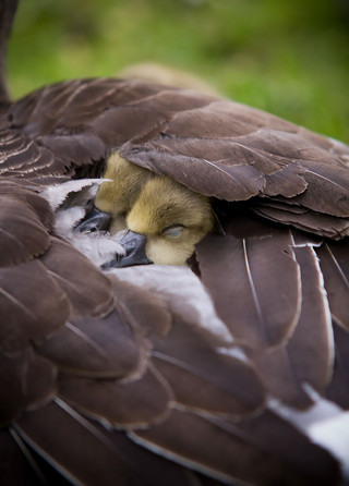 cute-bird-parents-38__700