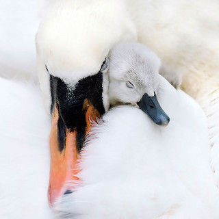 cute-bird-parents-39__700