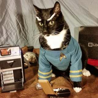 finally-a-cosplay-made-solely-for-cats-25-photos-23