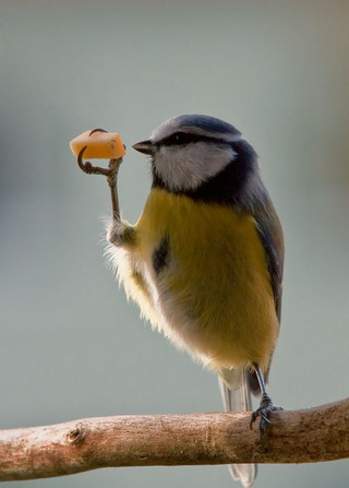 funny-animals-eating-1021__605