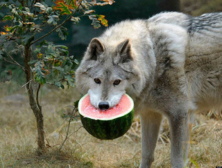 funny-animals-eating-62__605