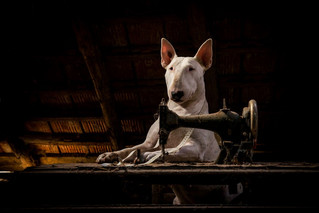 me-and-my-dog-explore-abandoned-places-across-europe-8__880