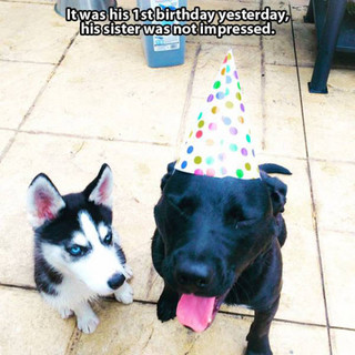 there_is_just_no_pleasing_these_disgruntled_people_and_animals_640_15