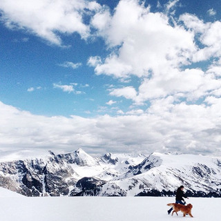 traveling-dog-aspen-the-mountain-pup-instagram-30