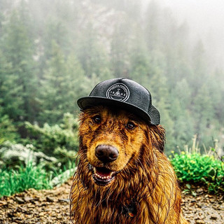 traveling-dog-aspen-the-mountain-pup-instagram-53