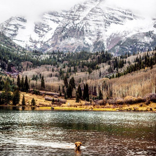 traveling-dog-aspen-the-mountain-pup-instagram-56