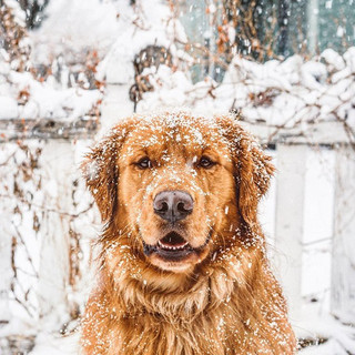 traveling-dog-aspen-the-mountain-pup-instagram-63