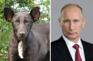 celebs_similar_animal_doppelgangers_05