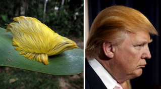 celebs_similar_animal_doppelgangers_19