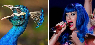 celebs_similar_animal_doppelgangers_25