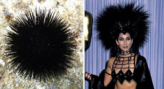 celebs_similar_animal_doppelgangers_30