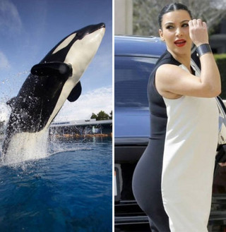 celebs_similar_animal_doppelgangers_35