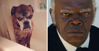 celebs_similar_animal_doppelgangers_47