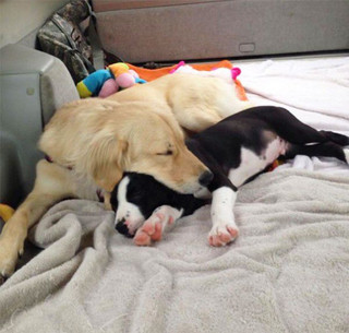 cute-doggie-friends-will-make-you-go-awww-28-photos-13