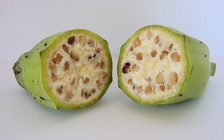 fruit1 fruit1