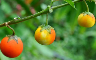 fruit5 fruit5