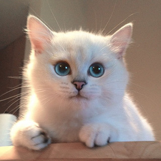 most-beautiful-eyes-cat-coby-british-shorthair-51