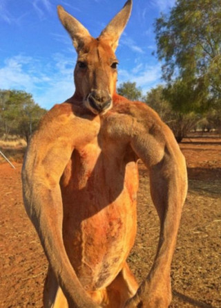 musclebound_kangaroo_03