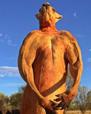 musclebound_kangaroo_07