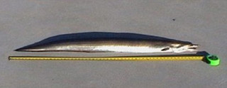 pasdoafj3