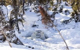 BearCubs1