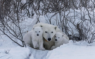 BearCubs5