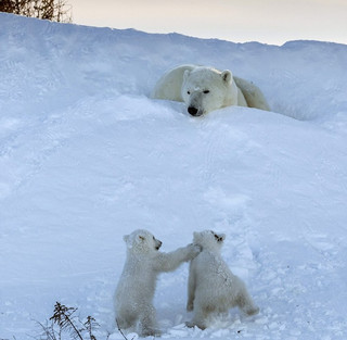 BearCubs7