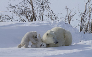 BearCubs8